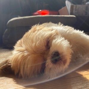 Meet your Posher, Ellenie